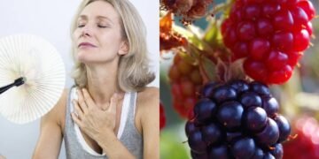 A fruta roxa que imita o estrogênio e alivia o calor da menopausa