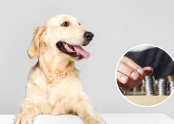 Quanto custa manter um cachorro de porte médio por mês em 2025