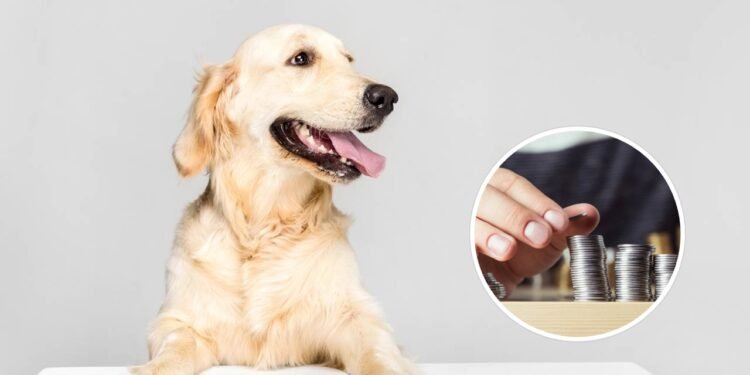 Quanto custa manter um cachorro de porte médio por mês em 2025