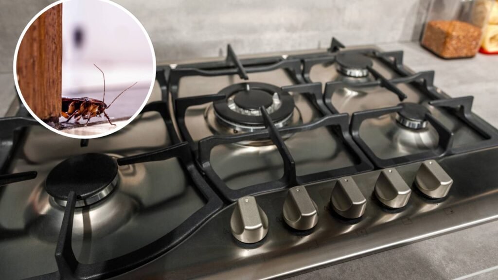 O cantinho esquecido da casa que mais atrai baratinhas rapidamente