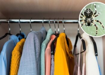 Aranhas no armário? Veja o que está atraindo esses bichos sem você perceber