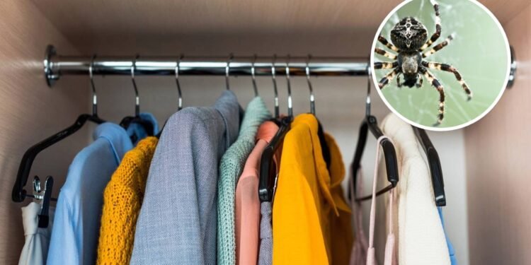 Aranhas no armário? Veja o que está atraindo esses bichos sem você perceber