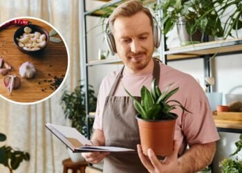 Esse uso simples da casca de alho protege e alimenta suas plantas ao mesmo tempo