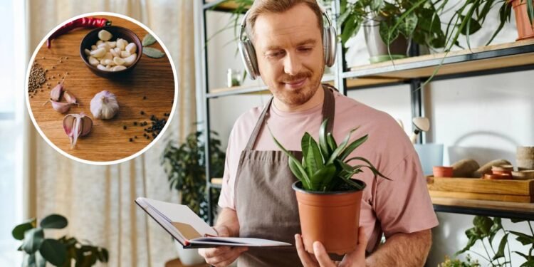 Esse uso simples da casca de alho protege e alimenta suas plantas ao mesmo tempo