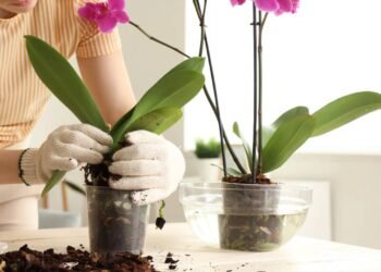 O guia definitivo para quem ama orquídeas mas sempre mata a planta