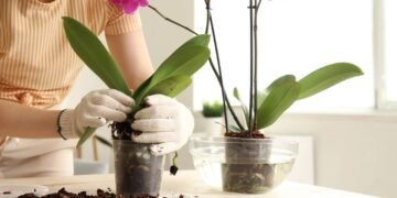 O guia definitivo para quem ama orquídeas mas sempre mata a planta