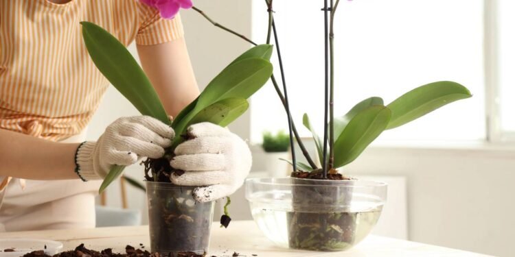 As orquídeas Phalaenopsis são apreciadas por sua beleza  - Créditos: depositphotos.com / serezniy