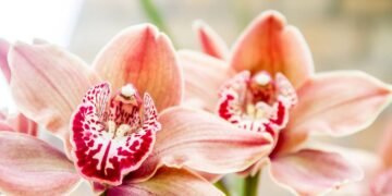 O que ninguém percebe e faz toda a diferença na floração das orquídeas