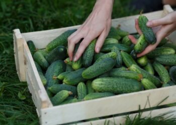 Tenha esses cuidados com seu pé de pepino e garanta frutos por muito mais tempo