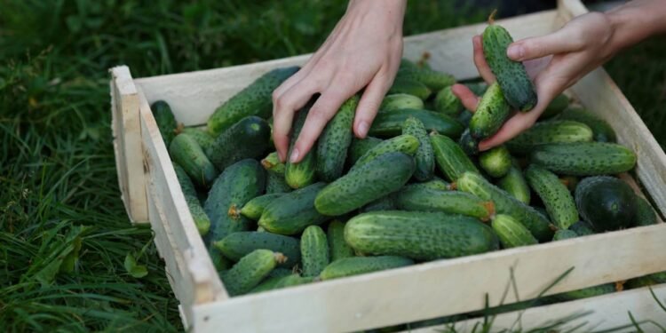 O cultivo de pepinos é uma atividade agrícola tradicional - Créditos: depositphotos.com / maxsol7