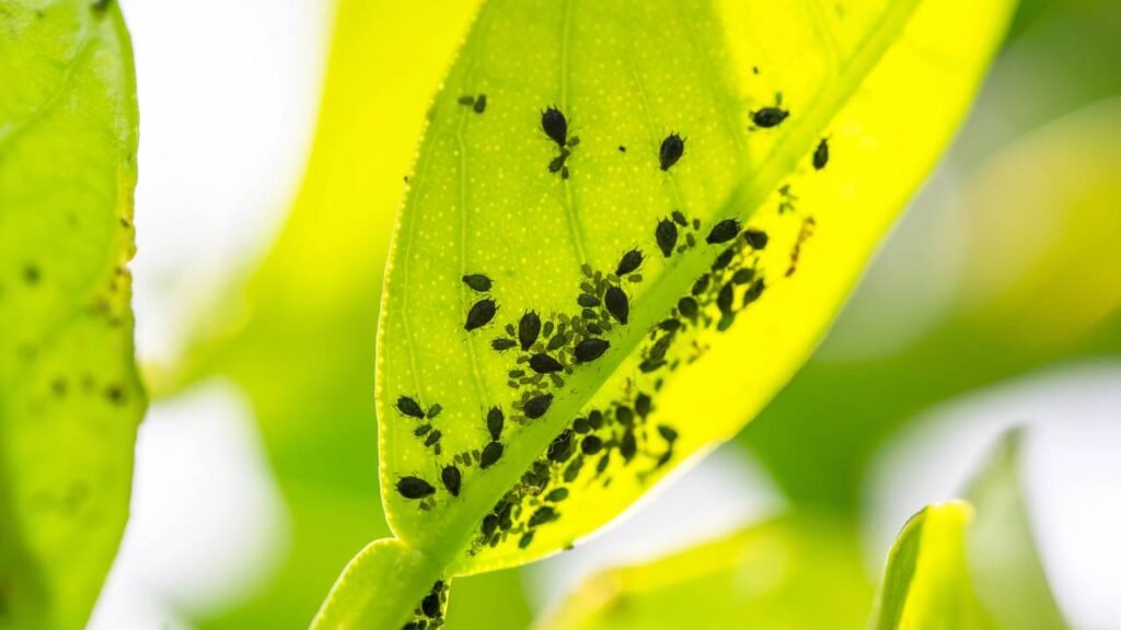 Pesticidas naturais não são 100% saudáveis e exigem cuidado