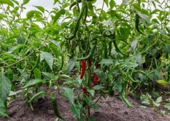 Como transformar pequenos vasos em uma horta cheia de pimentas