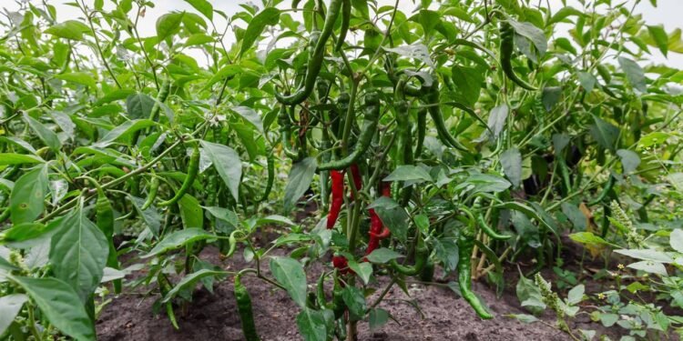 O primeiro passo é a escolha correta das sementes, sempre priorizando variedades adaptadas ao seu clima - Créditos: depositphotos.com / anmbph