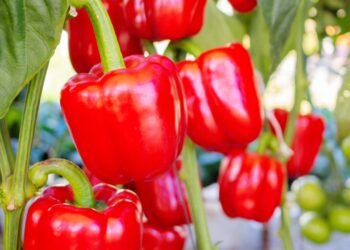 Pimentão em vaso funciona sim e você só precisa seguir estes passos