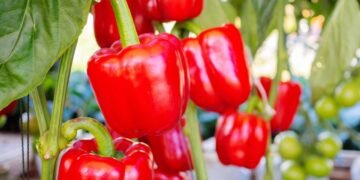 Pimentão em vaso funciona sim e você só precisa seguir estes passos