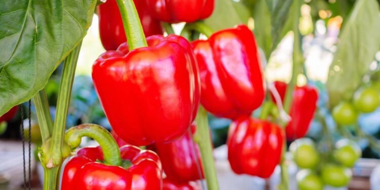 Para potencializar a produção, realize adubações regulares, principalmente com fertilizantes ricos em potássio e fósforo - Créditos: depositphotos.com / Kwangmoozaa