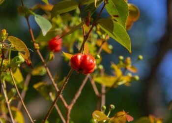 Como cultivar pitangas em casa e colher frutas lindas o ano todo