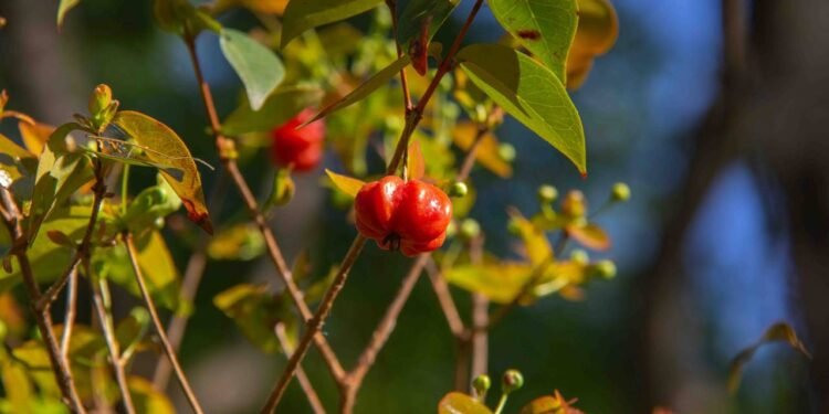 Ao escolher plantar pitangueiras em casa, é importante conhecer os requisitos de solo - Créditos: depositphotos.com / sochodolak.pa@gmail.com