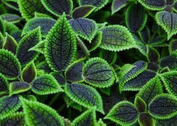 Essa plantinha virou símbolo de amizade e sorte dentro de casa