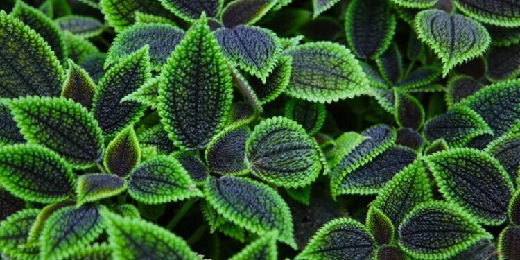 A Pilea involucrata, conhecida como "planta da amizade" - Créditos: depositphotos.com / Bowonpat