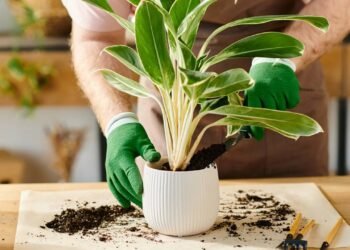 Troca a planta de vaso pode matá-la, mas com o método certo, pode até fortalecer a sua planta