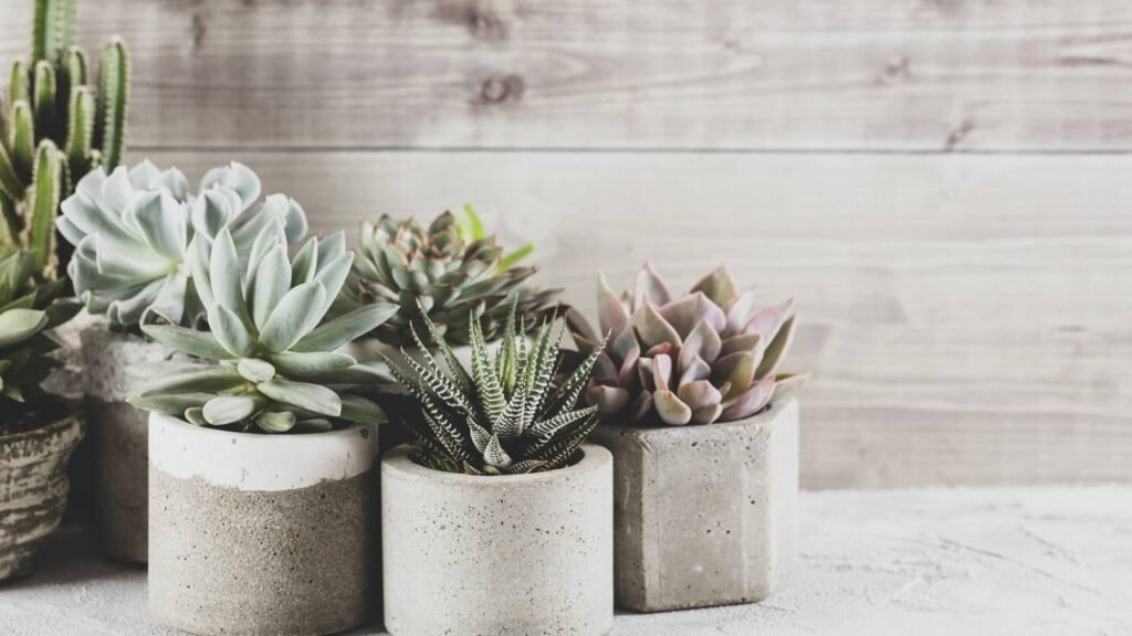 Essa planta quase não precisa de luz e pode melhorar sua respiração em casa