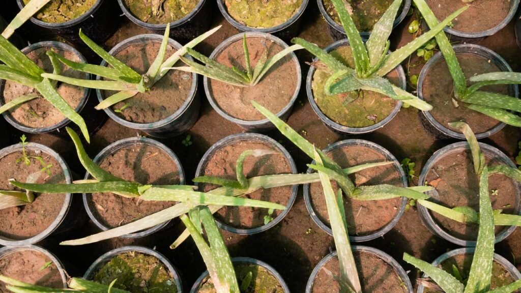 Essa planta quase não precisa de luz e pode melhorar sua respiração em casa