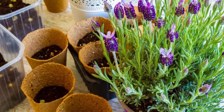 Ao iniciar o cultivo de lavanda, o primeiro passo é escolher um local que receba sol pleno - Créditos: depositphotos.com / konejota