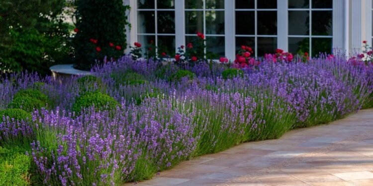 Outro ponto importante é verificar o solo, já que a lavanda se adapta melhor a solos bem drenados e levemente alcalinos - Créditos: depositphotos.com / bibacomua