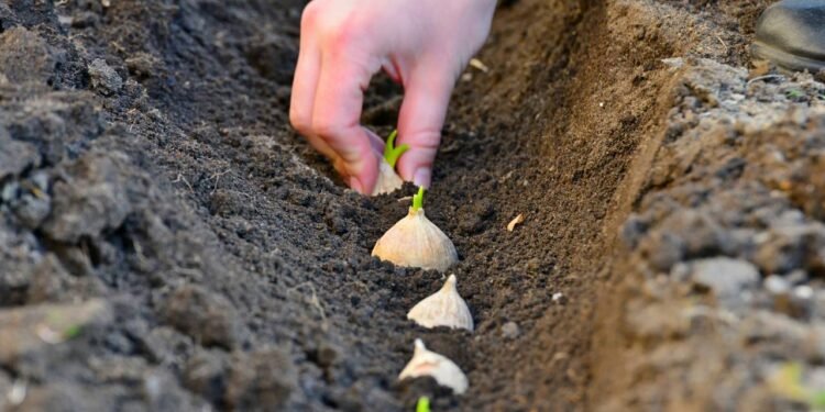 O cultivo de alho em casa é simples, acessível e prático - Créditos: depositphotos.com / andov