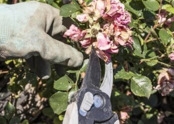 Segundo a agrônoma Carla Bartolomeu, poda feita no mês errado pode enfraquecer plantas e atrair pragas