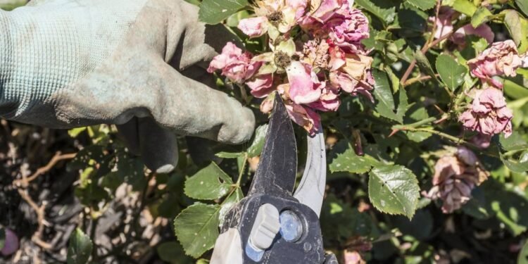 O momento certo para podar suas plantas muda tudo - Créditos: depositphotos.com / icemanj