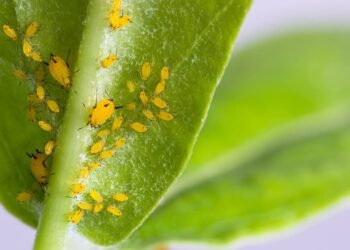 Como evitar pragas que surgem no verão e acabam com seu jardim