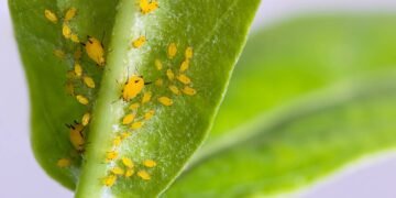 Como evitar pragas que surgem no verão e acabam com seu jardim