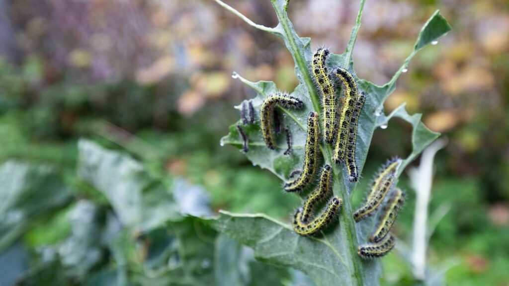 Como evitar pragas que surgem no verão e acabam com seu jardim
