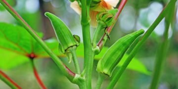 A mistura de terra que seu quiabeiro precisa para crescer forte no vaso
