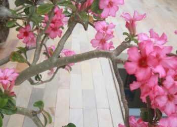 O jeito certo de podar a rosa do deserto e ter flores incríveis