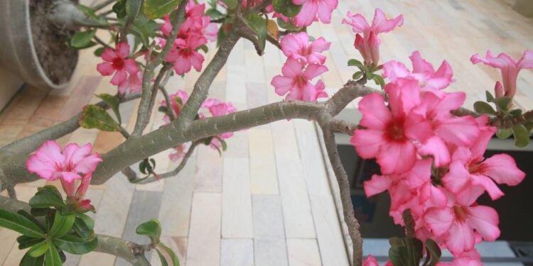 Pode-se alcançar ótimos resultados ao podar a rosa do deserto na época mais apropriada - Créditos: depositphotos.com / joasouza