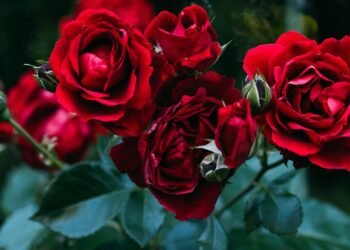 Alho, o ingrediente que você deve usar para eliminar pragas que danificam as rosas do seu jardim