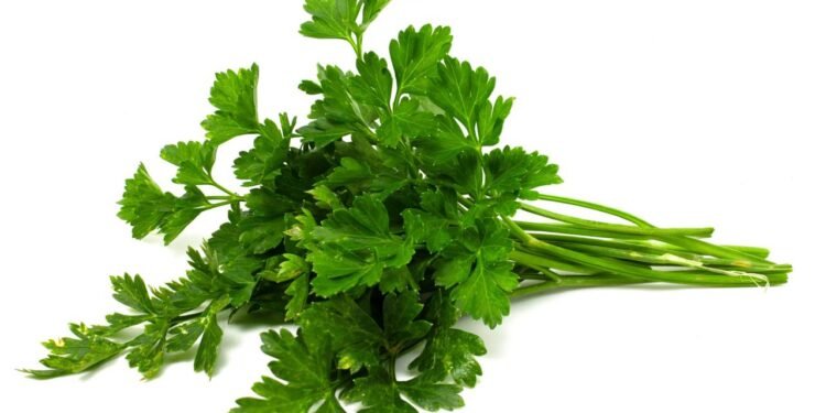 A salsa pode trazer mais benefícios do que você imagina - Créditos: depositphotos.com / malshak