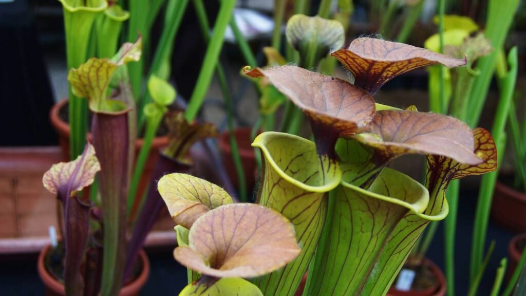 Como plantar e cuidar de plantas carnívoras em casa da maneira correta