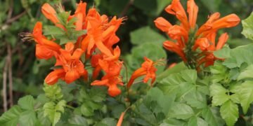 Essa planta mudou a cara do meu quintal sem dar trabalho e ainda atrai borboletas