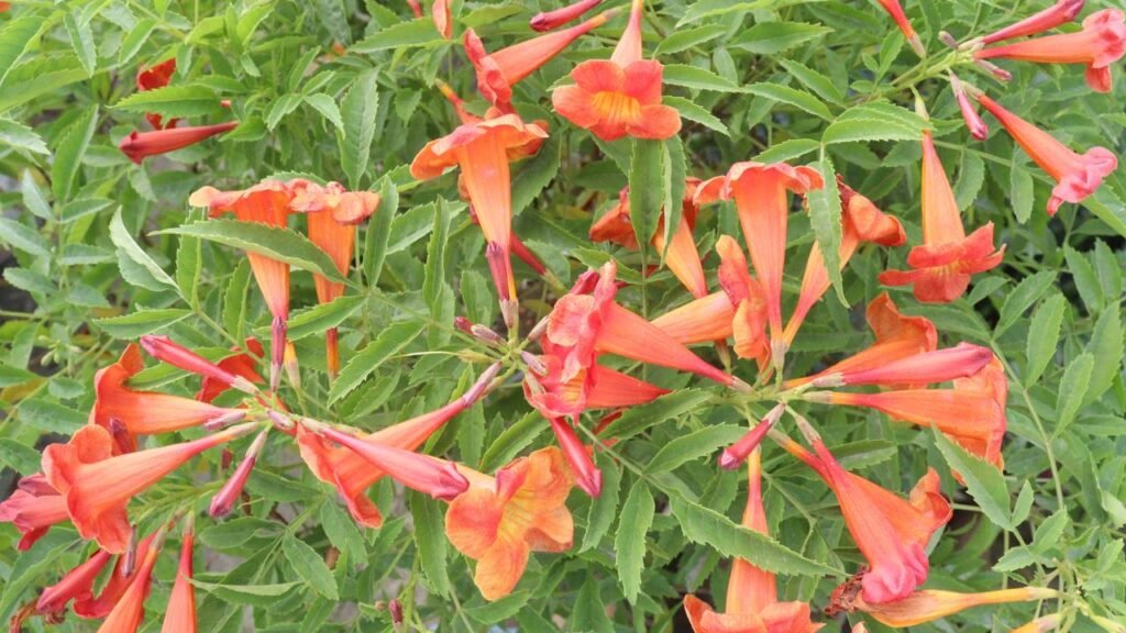 Essa planta mudou a cara do meu quintal sem dar trabalho e ainda atrai borboletas