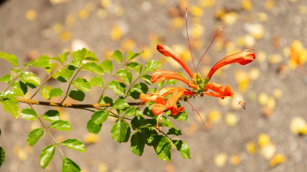 Essa planta mudou a cara do meu quintal sem dar trabalho e ainda atrai borboletas