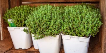 Como plantar a erva que tempera seus pratos e ainda purifica o ar da casa