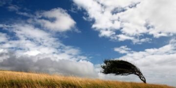 As plantas guerreiras que resistem ao vento forte e protegem seu cultivo