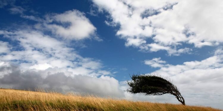 O cultivo em áreas com presença constante de vento impõe desafios como a desidratação das plantas - Créditos: depositphotos.com / Dzarek