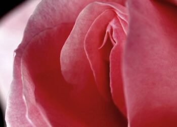 Dra. Najla Smaili: O procedimento íntimo que transforma o bem-estar feminino