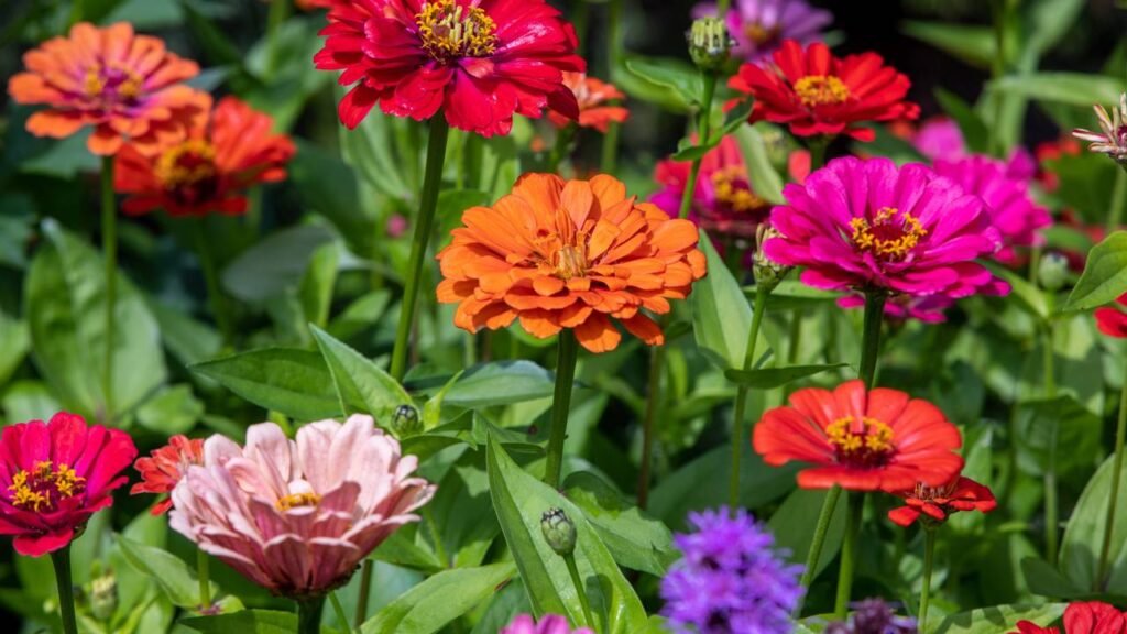 Transformei meu jardim seco em um paraíso florido com essas espécies do verão