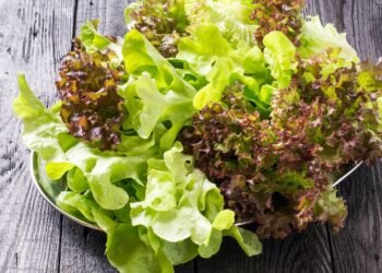 Sua alface parece perdida? Veja o que a água gelada pode fazer em minutos